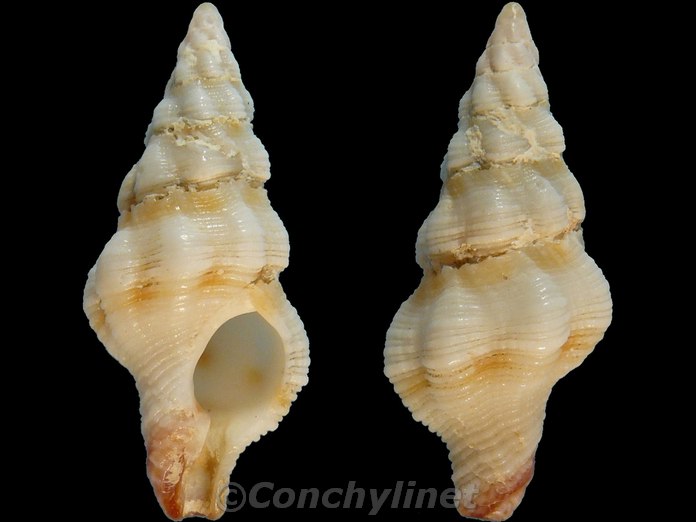 Latirus formiosor