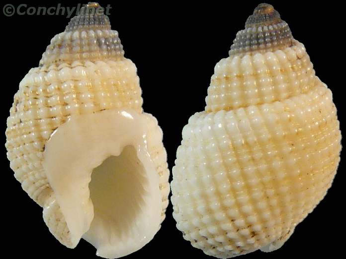 Nassarius albescens
