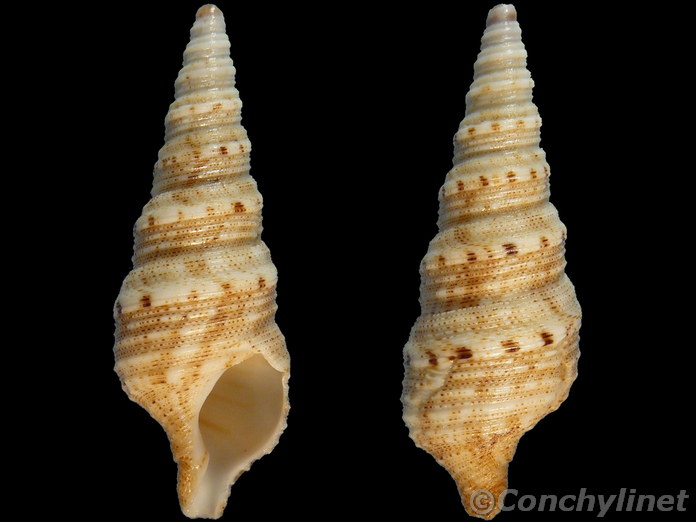 Lophiotoma cingulifera