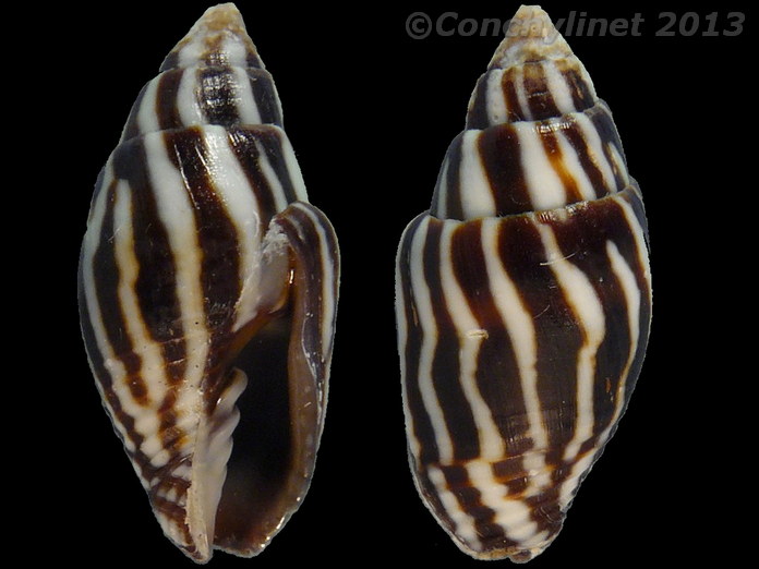 Strigatella paupercula