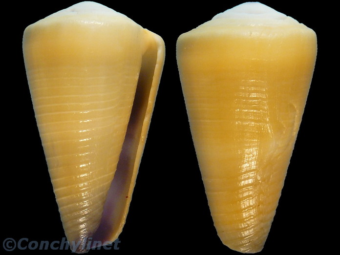 Conus emaciatus