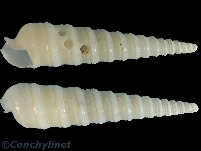 Terebra laevigata