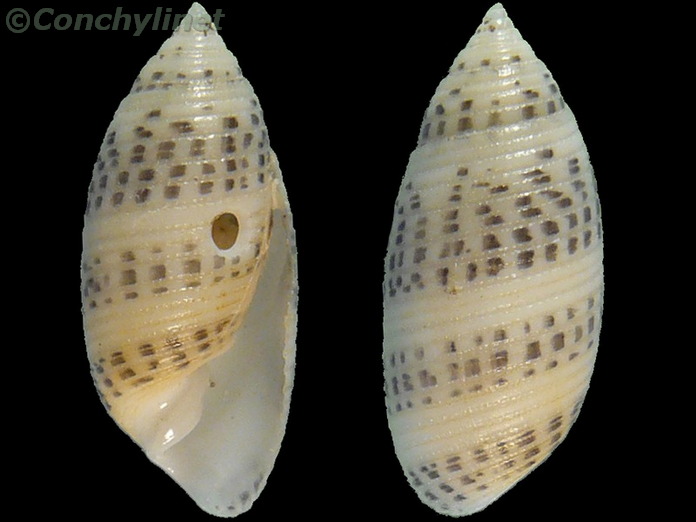 Pupa strigosa