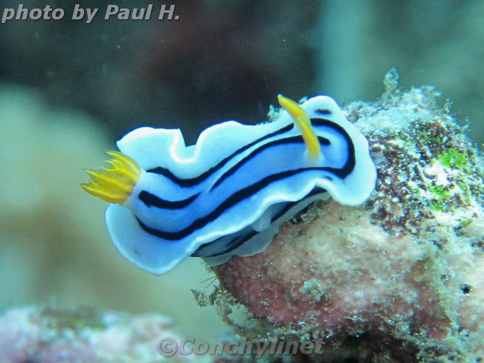 Chromodoris lochi