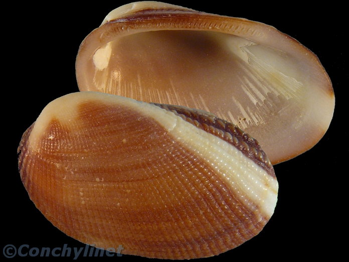 Barbatia amygdalumtostum
