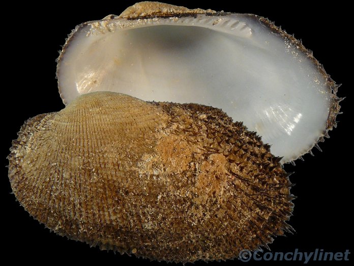 Barbatia foliata