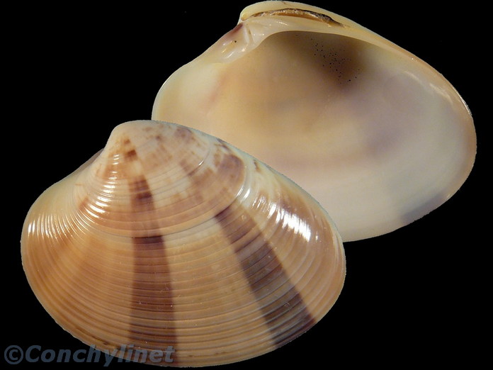 Callista accincta