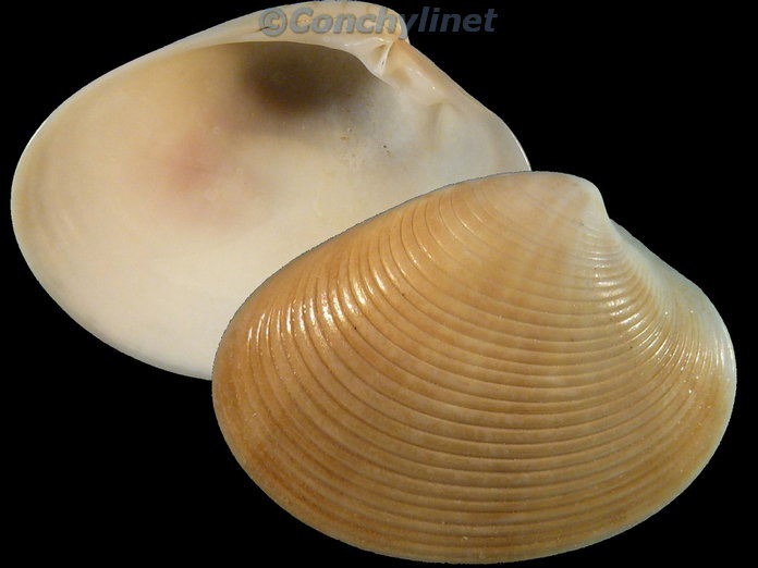 Callista erycina