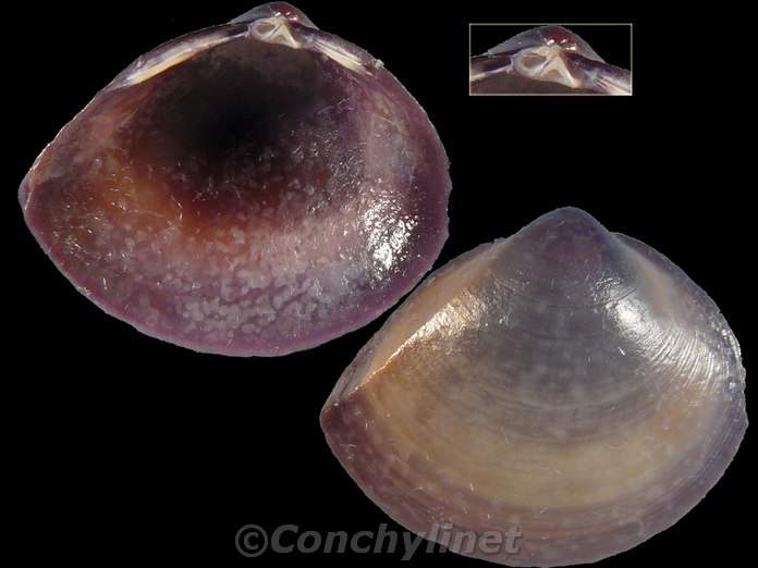 Mactra queenslandica