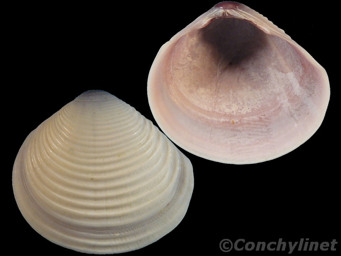 Strigilla cyrenoidea