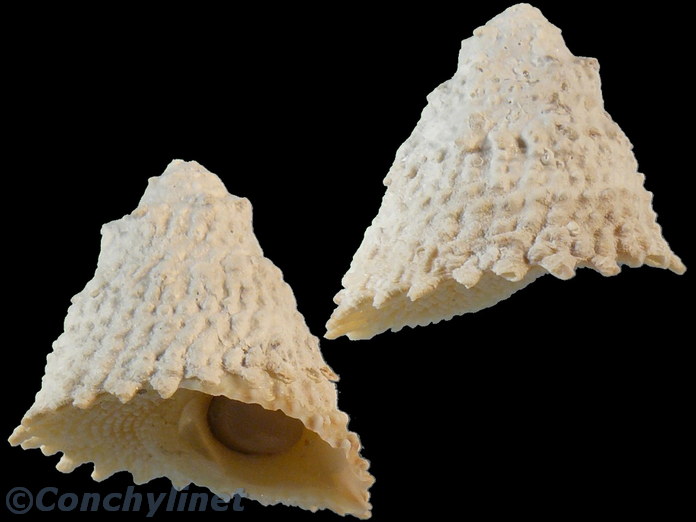 Astralium rhodostomum