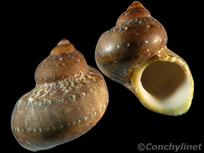 Turbo petholatus
