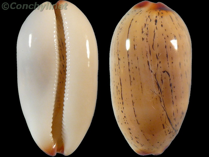 Cypraea isabella
