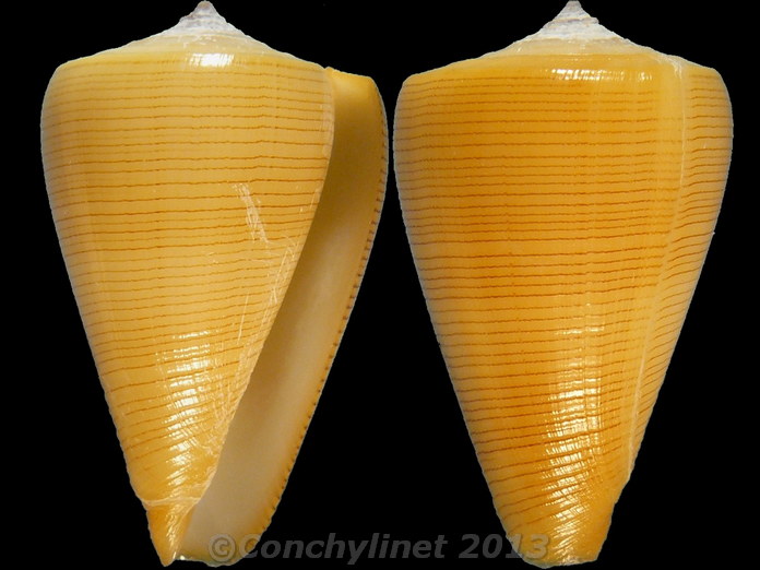 Conus quercinus