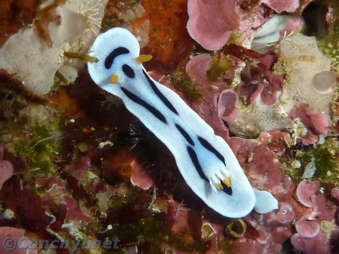Chromodoris dianae