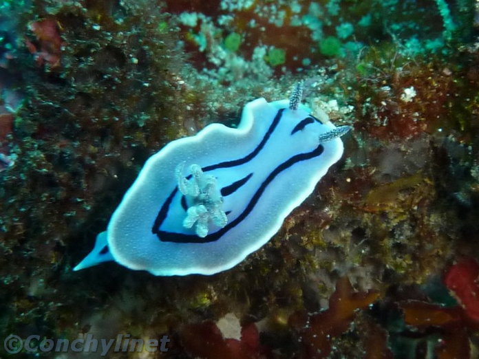 Chromodoris willani