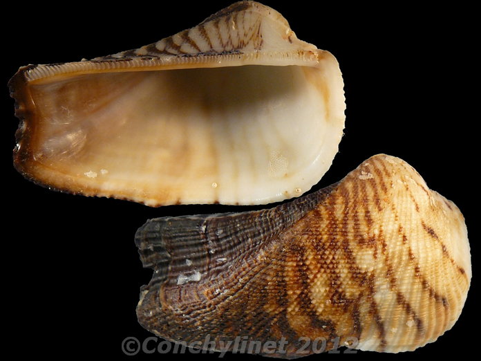 Arca ventricosa