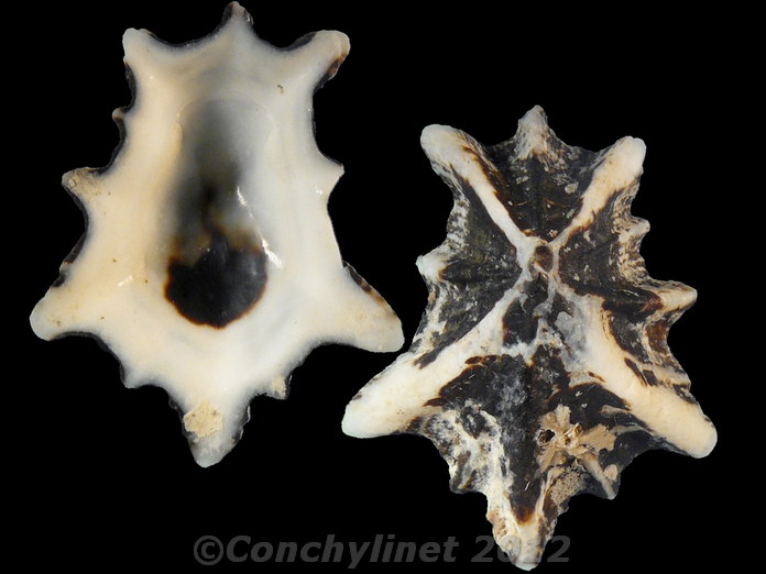 Patelloida saccharina