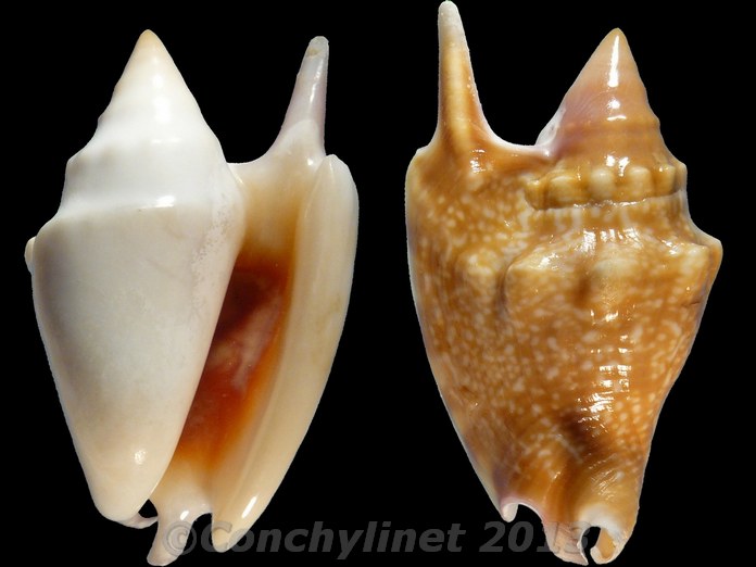 Euprotomus bulla