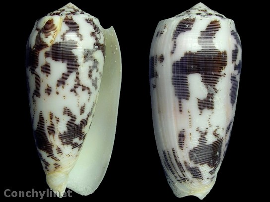 Conus striatus