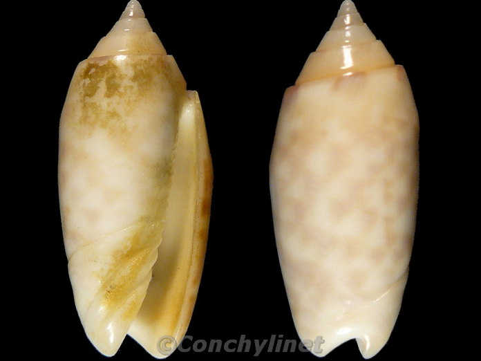 Oliva annulata