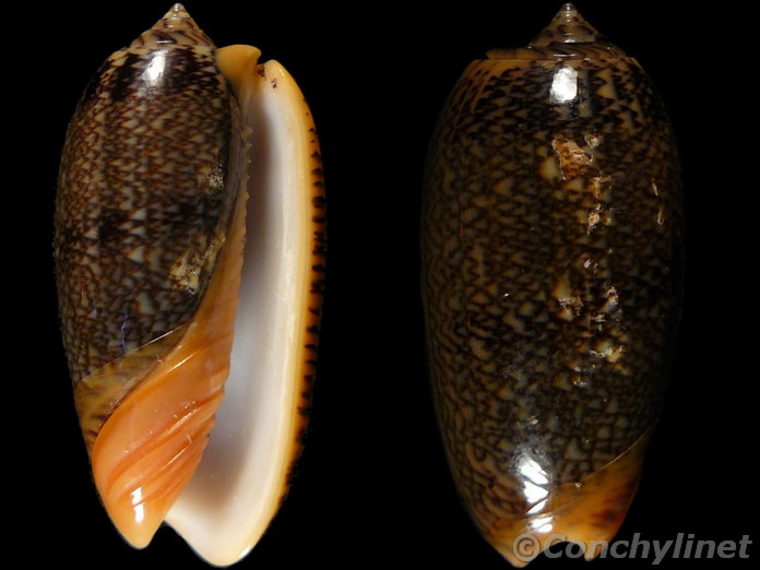 Oliva reticulata