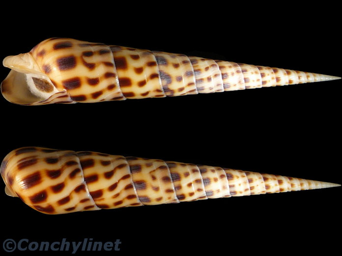 Oxymeris areolata