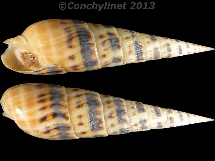 Oxymeris maculata