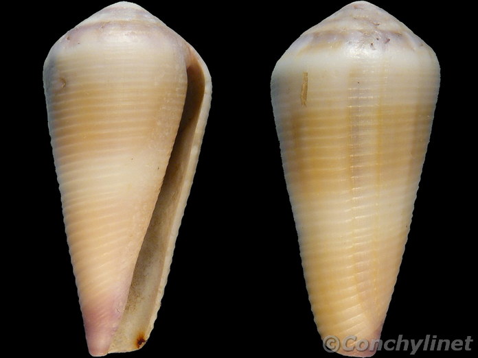 Conus terebra