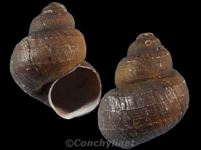 Unidentified species