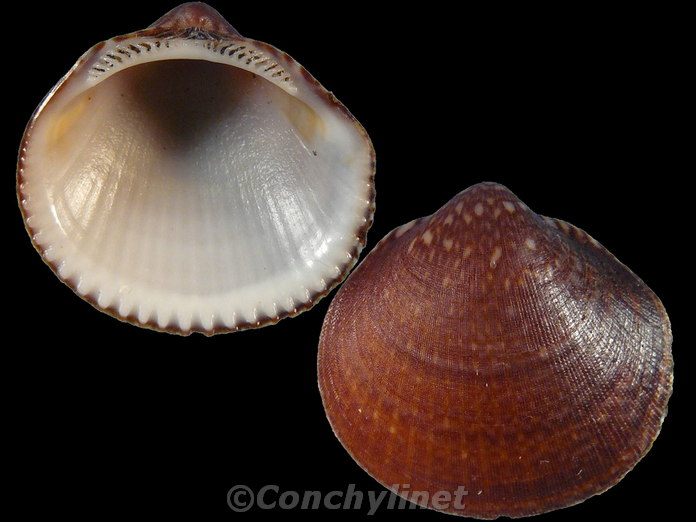 Glycymeris reevei