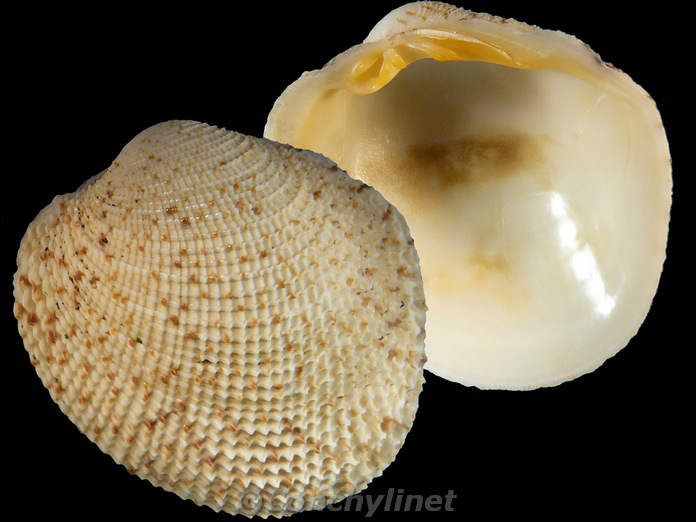Antigona reticulata