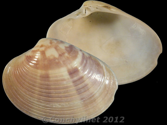 Callista accincta