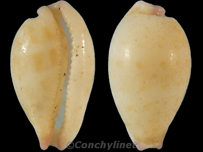 Cypraea microdon