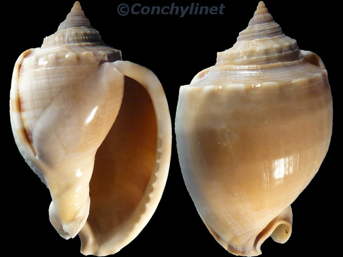 Phalium glaucum