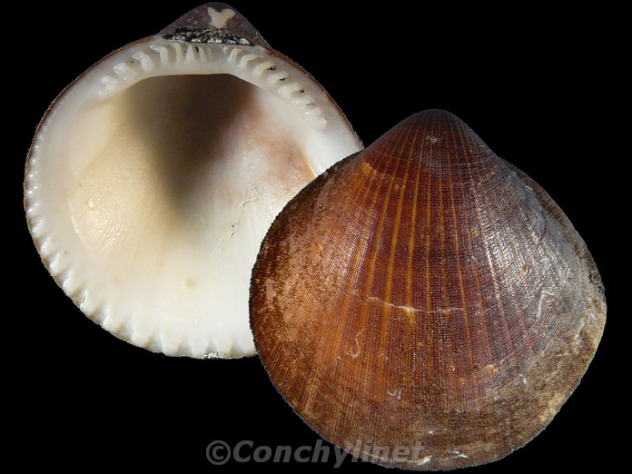Glycymeris reevei