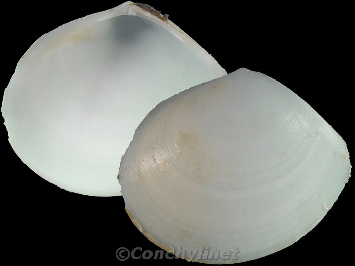 Arcopaginula inflata