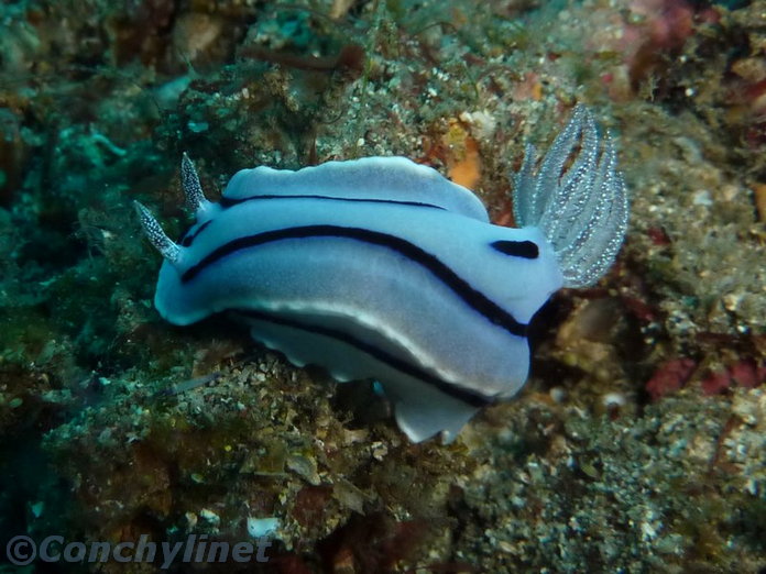 Chromodoris willani