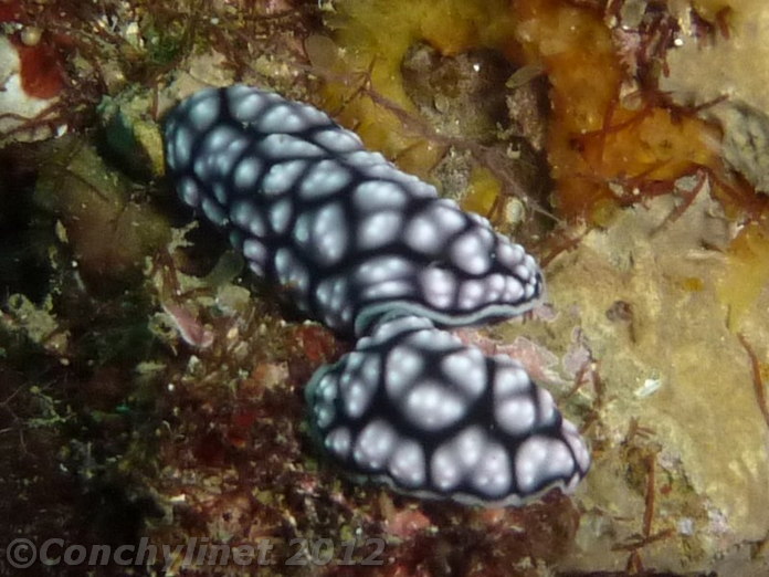 Phyllidiella pustulosa