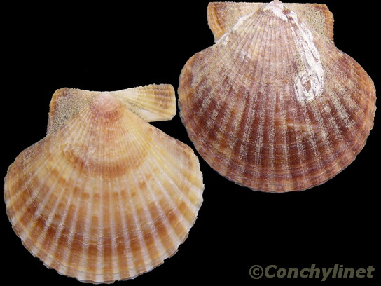 Aequipecten opercularis