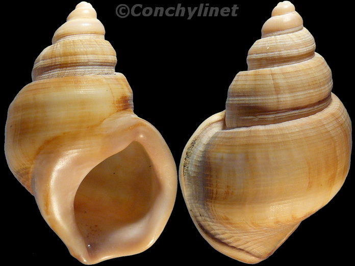 Struthiolaria vermis