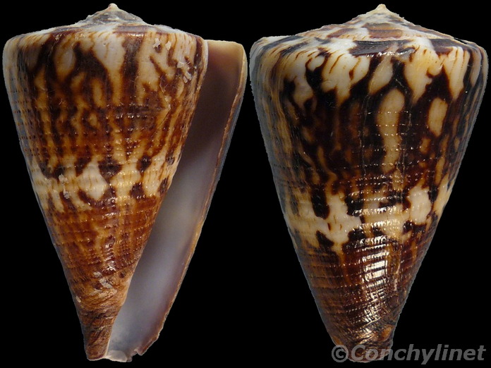 Conus capitaneus