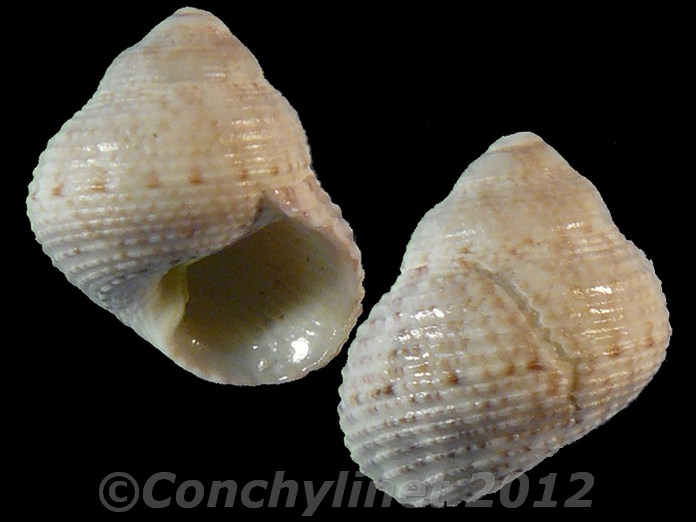 Priotrochus goudoti