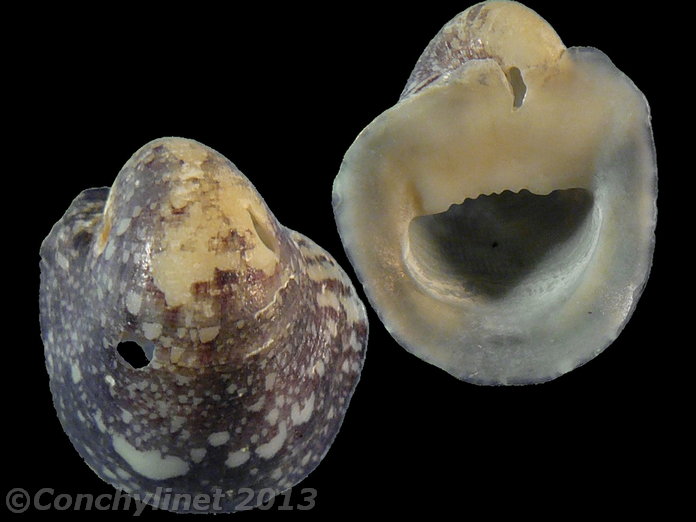 Neritina mauriciae