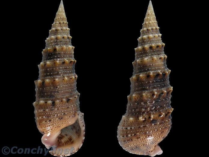 Rhinoclavis sinensis
