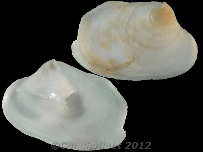 Crepidula walshi