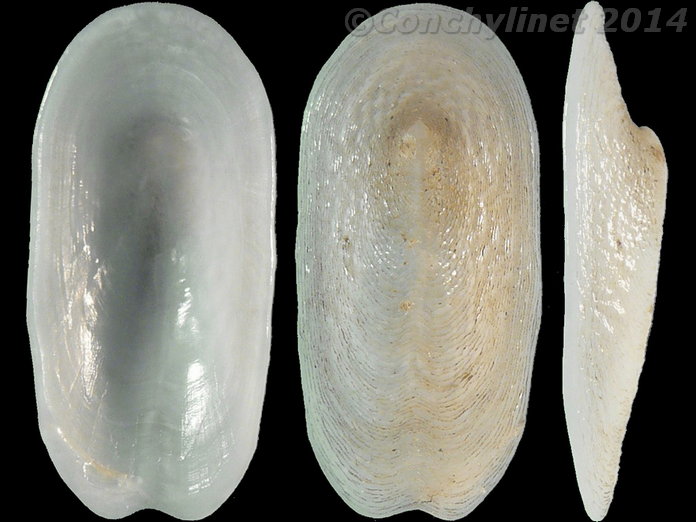 Scutus unguis