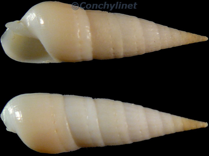 Myurella eburnea