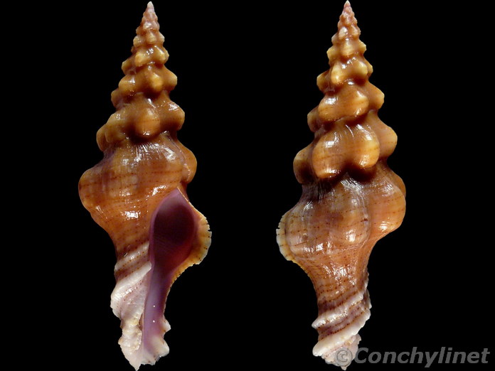 Nodolatirus robillardi