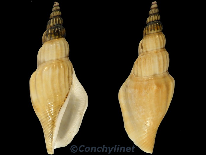 Doxander operosus